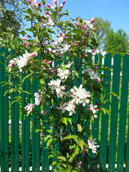 Jovem Macieira Floresce Jardim Com Flores Rosa — Fotografia de Stock