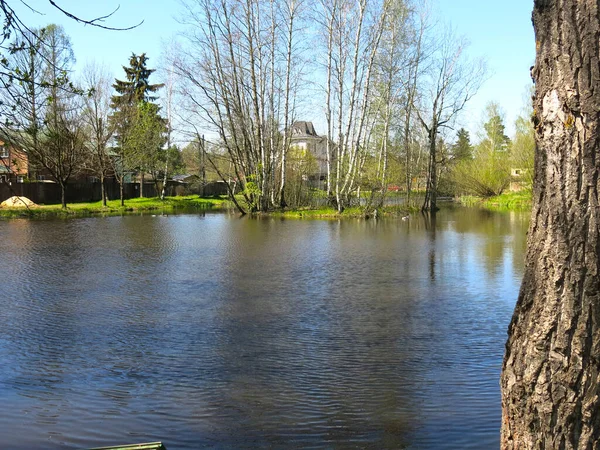 Сільський Ставок Ранньої Весни Березами — стокове фото