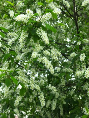 Kuş kirazı mayısta çiçek açar.