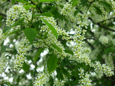 Kuş kirazı mayısta çiçek açar.