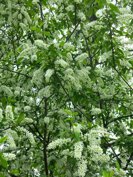 Fiori Ciliegio Uccello Piena Fioritura Maggio — Foto Stock