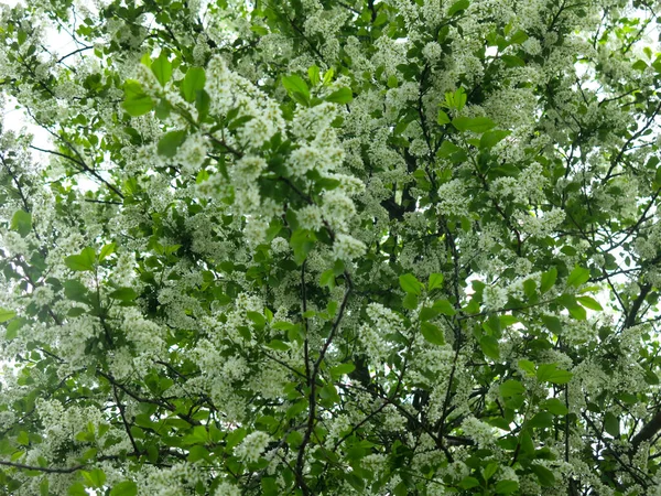 Fleurs Cerisier Oiseau Pleine Floraison Mai — Photo
