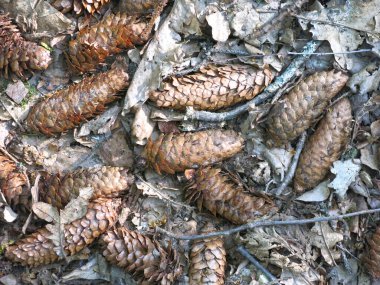 brown spruce dry cones and old leaves on the ground