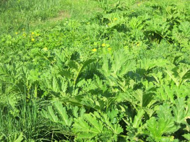 İlkbaharda zehirli yaban domuzu çalıları (Heracleum sosnowskyi)