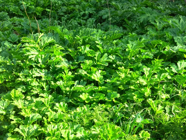 Boscaglie Hogweed Velenoso Heracleum Sosnowskyi Primavera — Foto Stock