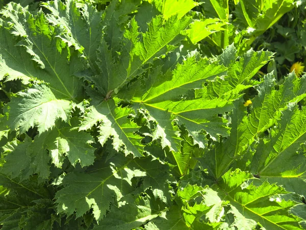 Zarośla Jadowitej Wieprzowiny Heracleum Sosnowskyi Wiosną — Zdjęcie stockowe