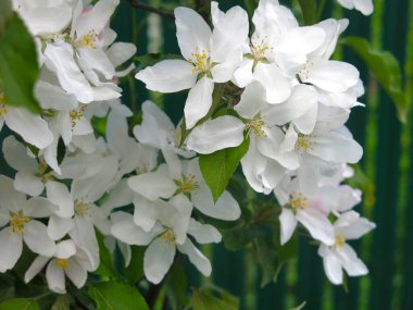 Genç elma ağacı baharda büyük beyaz pembe çiçeklerle çiçek açar.