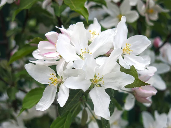 Young Apple Tree Blooms Large White Pink Flowers Spring — Stock Photo, Image