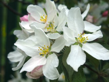 Genç elma ağacı baharda büyük beyaz pembe çiçeklerle çiçek açar.