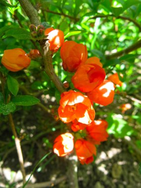 Japonca quince (Chaenomeles japonica) kırmızı-turuncu çiçeklerle açar