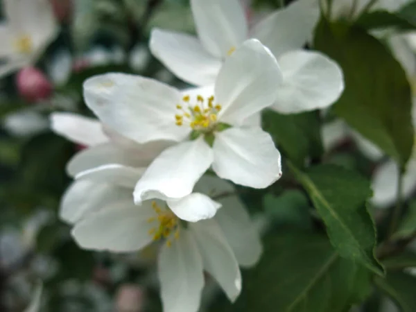 Manzano Joven Florece Con Grandes Flores Color Blanco Rosa Primavera —  Fotos de Stock