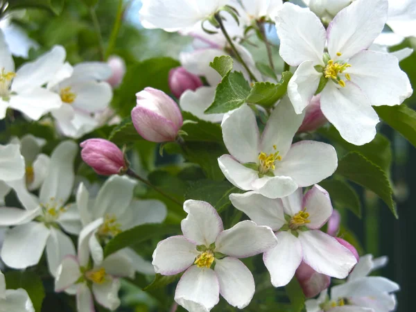 Manzano Joven Florece Con Grandes Flores Color Blanco Rosa Primavera —  Fotos de Stock