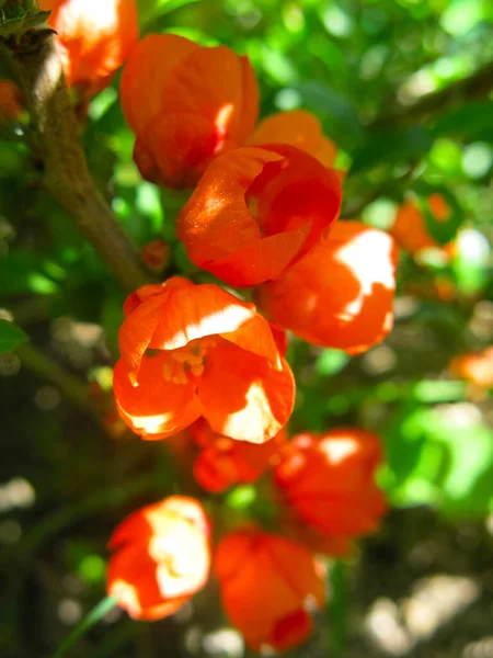 Japonca quince (Chaenomeles japonica) kırmızı-turuncu çiçeklerle açar