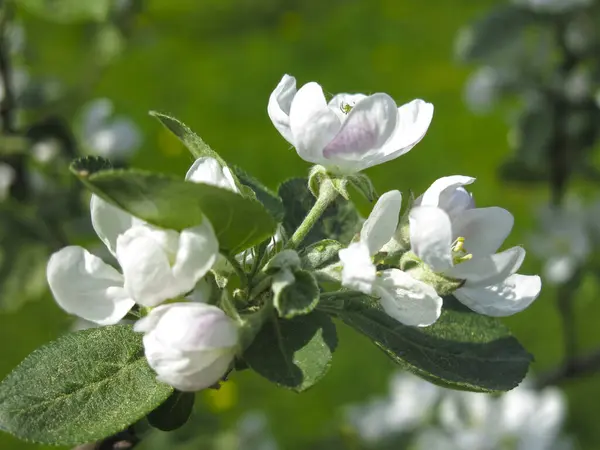 Jeune Pommier Dans Jardin Fleurit Avec Des Fleurs Blanches — Photo