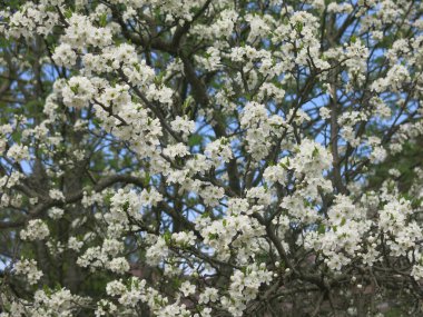 Kiraz ağacı bahçedeki baharda beyaz çiçeklerle şatafatlı bir şekilde açar.