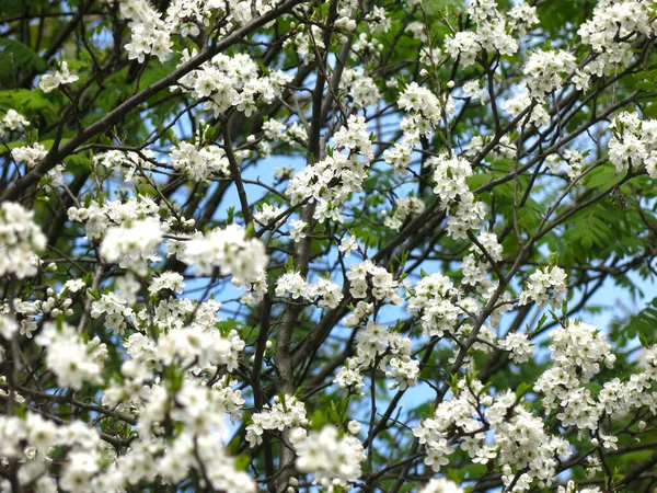 在春天的花园里 樱桃树枝繁叶茂 花朵洁白 — 图库照片