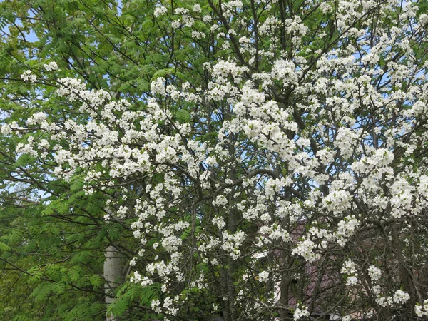 벚나무는 정원에서 풍부하게 꽃들로 — 스톡 사진