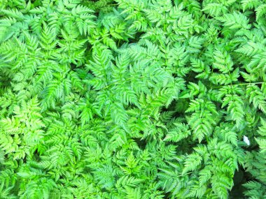 yeşil çevre dostu yaz açılışı çimenleri