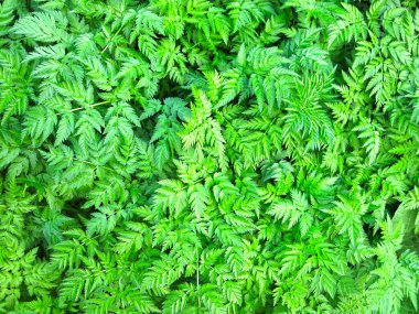 yeşil çevre dostu yaz açılışı çimenleri