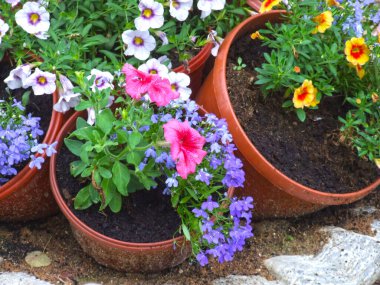 güzel açık hava çiçek tarhı: kaplarda renkli çiçekler