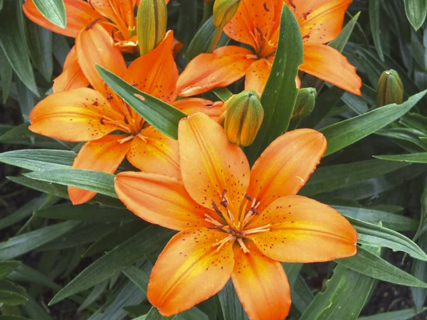 Luxe Oranje Lelies Bloeien Zomer Een Bloembed Tuin — Stockfoto