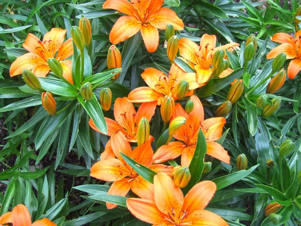 华丽的橙花盛开在花园里的花坛上 — 图库照片