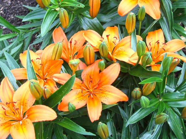 Πολυτελή Πορτοκαλί Κρίνα Ανθίζουν Καλοκαίρι Ένα Παρτέρι Στον Κήπο — Φωτογραφία Αρχείου