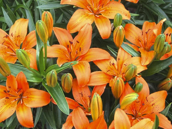 夏には庭の花壇に豪華なオレンジ色のユリが咲き — ストック写真