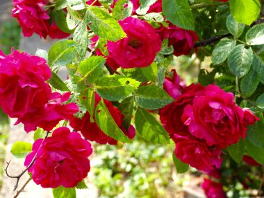 Kırmızı güllük gülistanlık çalı yazın sokaklarda şatafatlı bir şekilde açar.