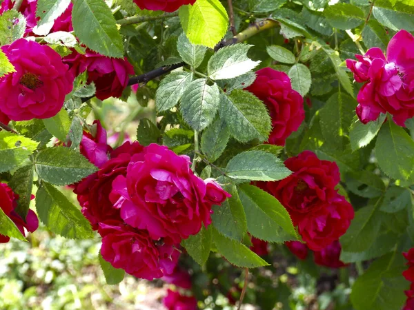 Carmesim Rosehip Arbusto Floresce Luxuosamente Verão Rua — Fotografia de Stock