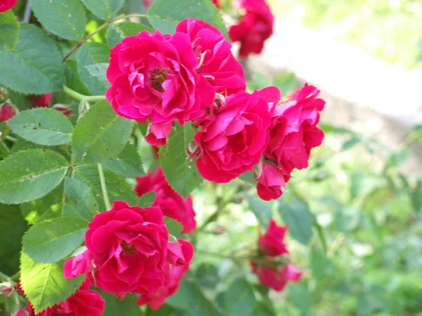 Crimson Rosehip Bush Blooms Luxuriously Summer Street — Stock Photo, Image