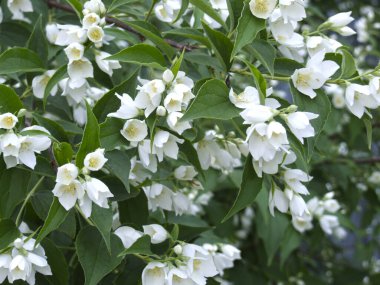 Narin yasemin, baharda bahçede beyaz çiçeklerle açar.