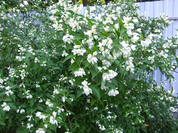 Нежная Жасмин Цветет Саду Весной Белыми Цветами — стоковое фото