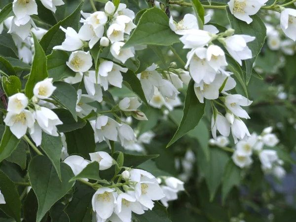 Delicadas Flores Jazmín Jardín Primavera Con Flores Blancas —  Fotos de Stock