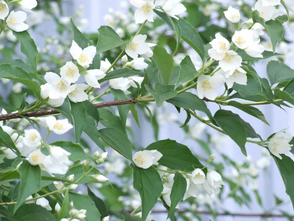 Delicate Jasmine Blooms Garden Spring White Flowers — Stock Photo, Image