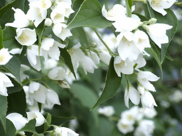 Delicadas Flores Jazmín Jardín Primavera Con Flores Blancas —  Fotos de Stock