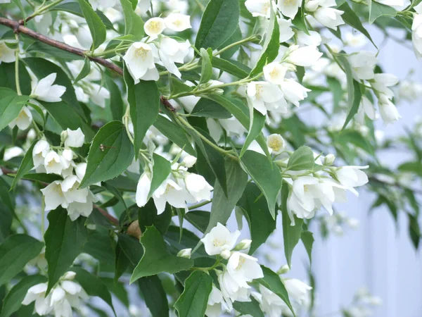 Delicadas Flores Jazmín Jardín Primavera Con Flores Blancas —  Fotos de Stock