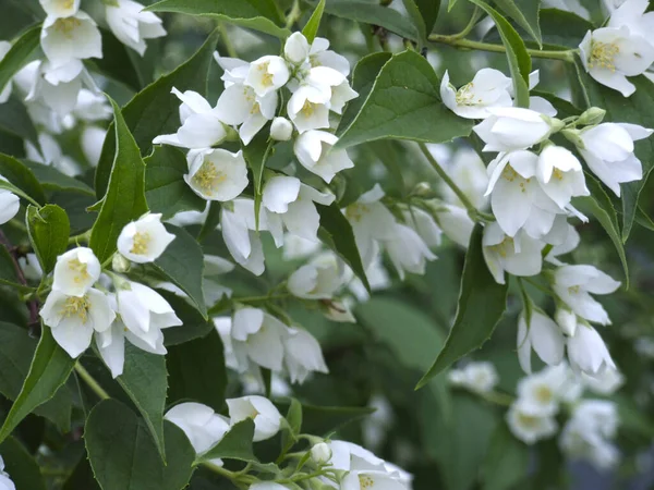 春に白い花を咲かせる繊細なジャスミン — ストック写真
