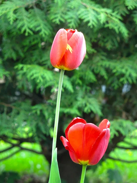 Tulipe Rouge Vif Fleurit Printemps Sur Lit Fleurs Dans Jardin — Photo