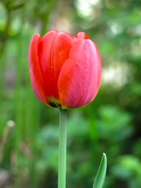 Tulipano Rosso Brillante Fiorisce Primavera Aiuola Giardino — Foto Stock
