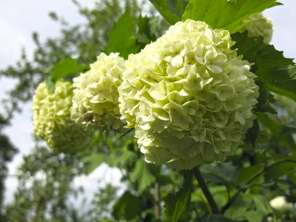 Hidrangea Paniculate Hydrangea Paniculata Kwitnie Latem Białymi Kwiatami Ogrodzie Przetrwała — Zdjęcie stockowe
