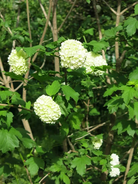 Hidrangea Paniculate Hydrangea Paniculata Kwitnie Latem Białymi Kwiatami Ogrodzie Przetrwała — Zdjęcie stockowe