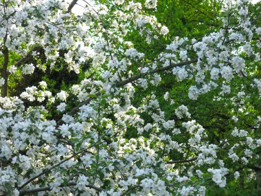 Bahçede baharda açan kiraz ağacı