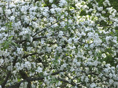 Bahçede baharda açan kiraz ağacı