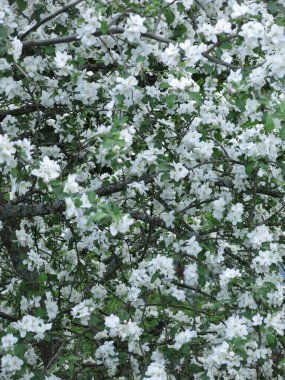 Bahçede baharda açan kiraz ağacı