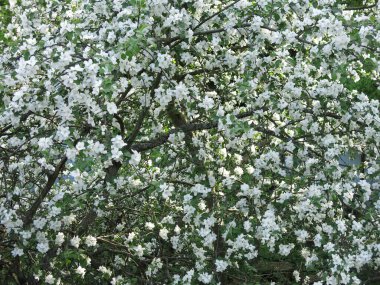 Bahçede baharda açan kiraz ağacı