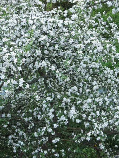 Třešeň Květu Jaře Zahradě — Stock fotografie