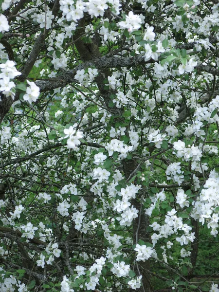 Cherry Tree Bloom Spring Garden — Stock Photo, Image