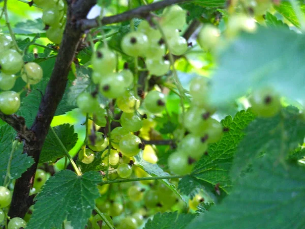 Groseilles Rouges Mûrissent Sur Les Buissons Dans Jardin — Photo