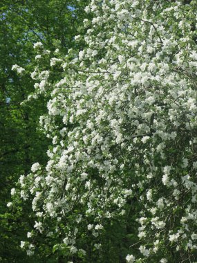 Elma ağacı baharda, güneşli havalarda beyaz çiçeklerle bahçede lüks bir şekilde çiçek açar.